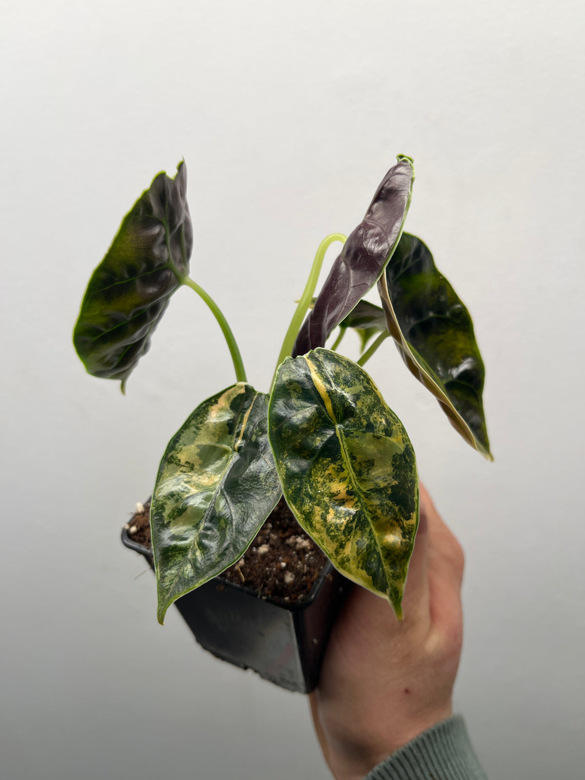 Alocasia Azlanii Aurea Variegated - Rare Aroid #1