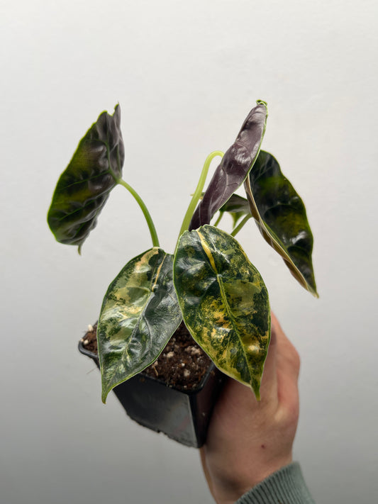 Alocasia Azlanii Aurea Variegated - Rare Aroid #1