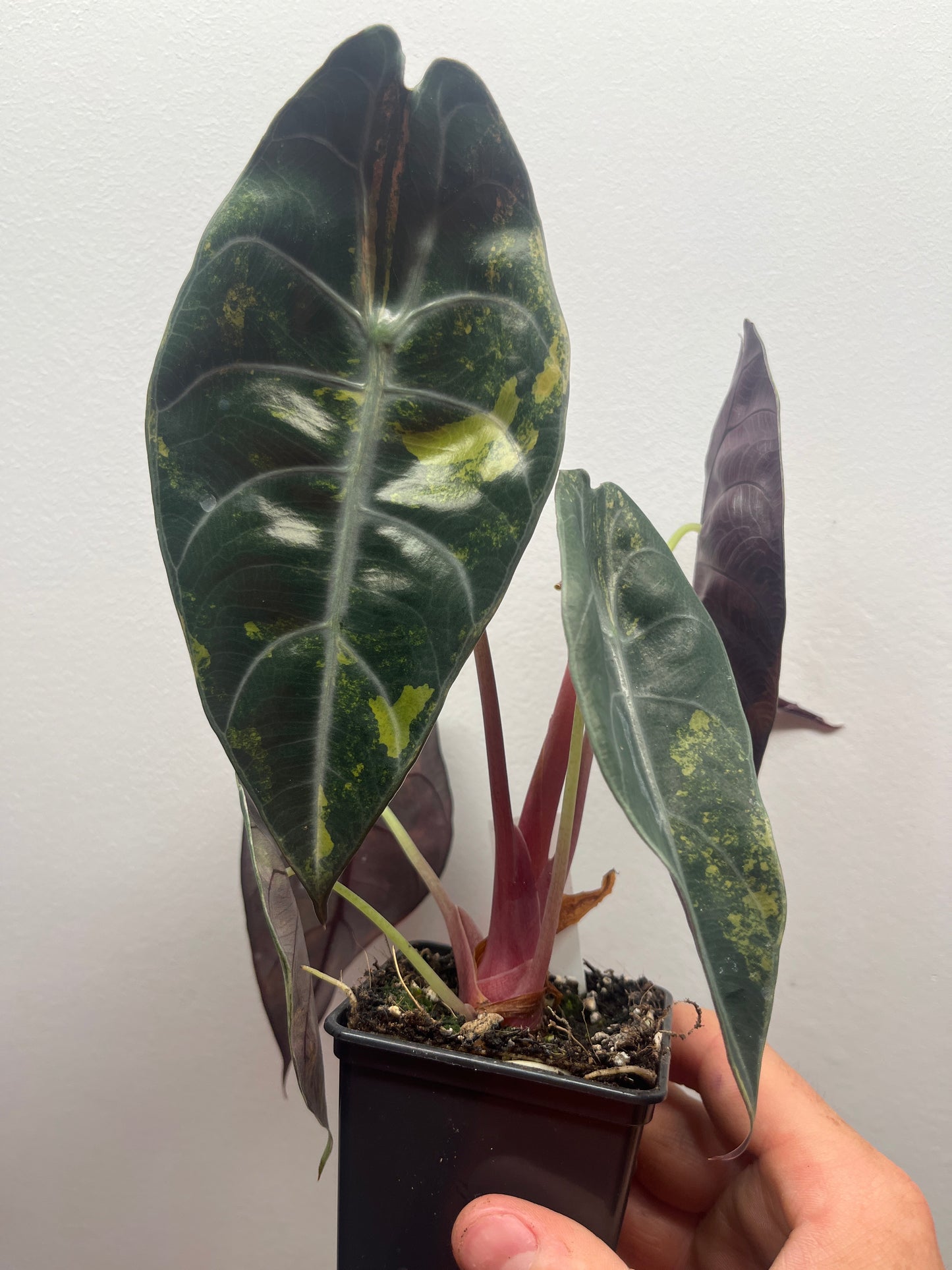 Alocasia Sedenii aurea variegated #4