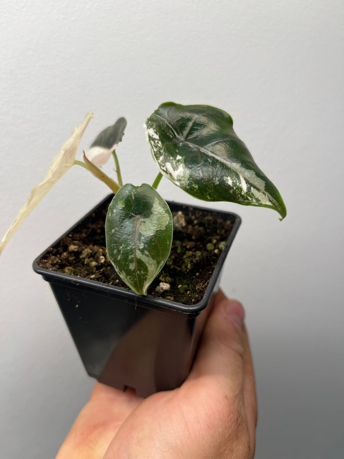 Alocasia Azlanii Pink / Albo Variegated - Rare Aroid #1