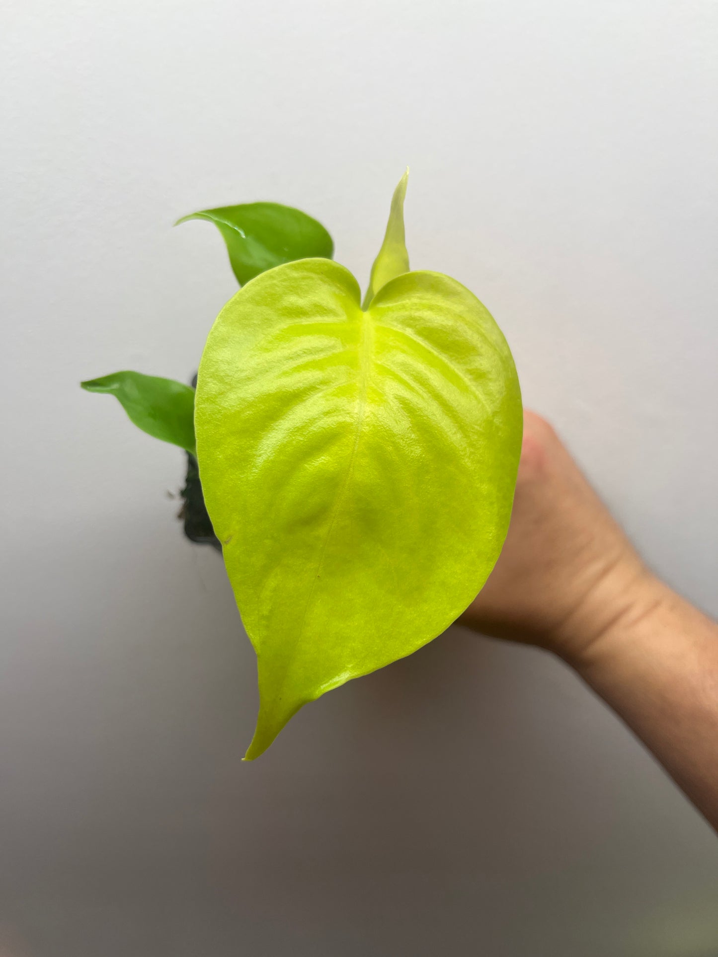 Monstera Deliciosa Lemon Lime Full Cheese Variegated #2