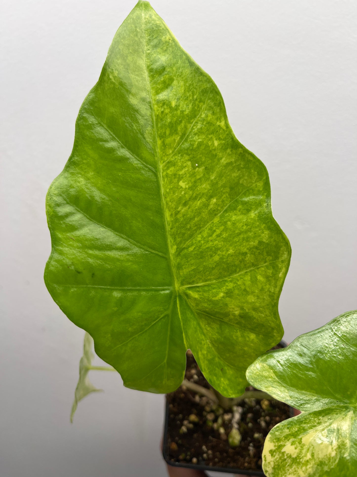 Alocasia Portora Aurea variegated #1