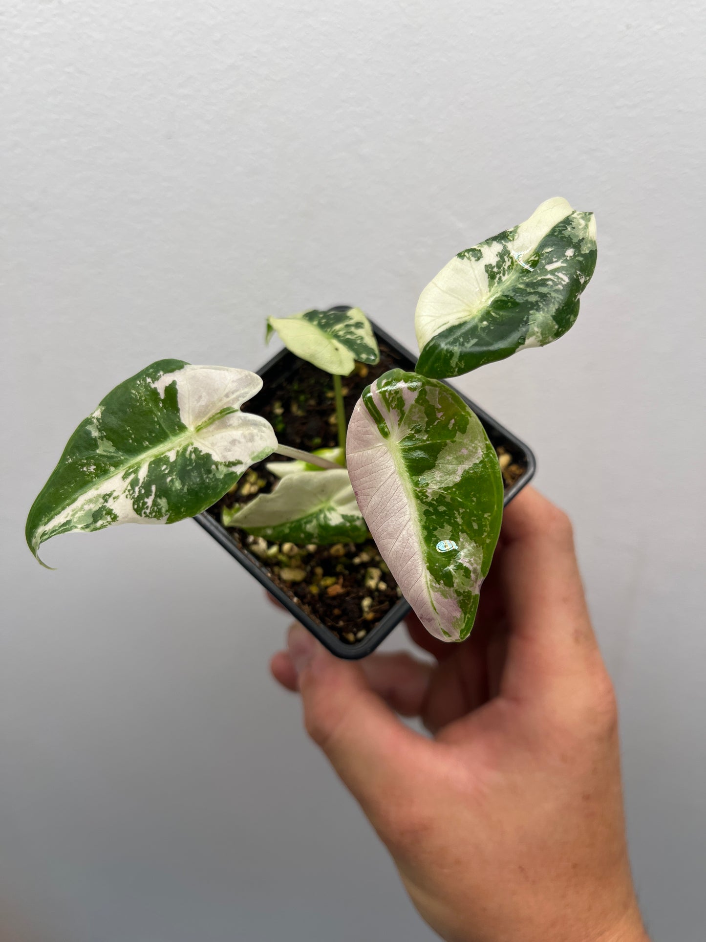 Alocasia Black Satun pink variegated #1 🦄