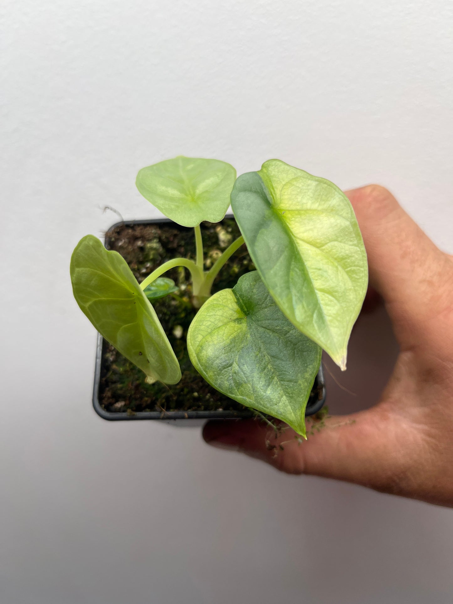 Alocasia Silver dragon aurea gog variegated #1