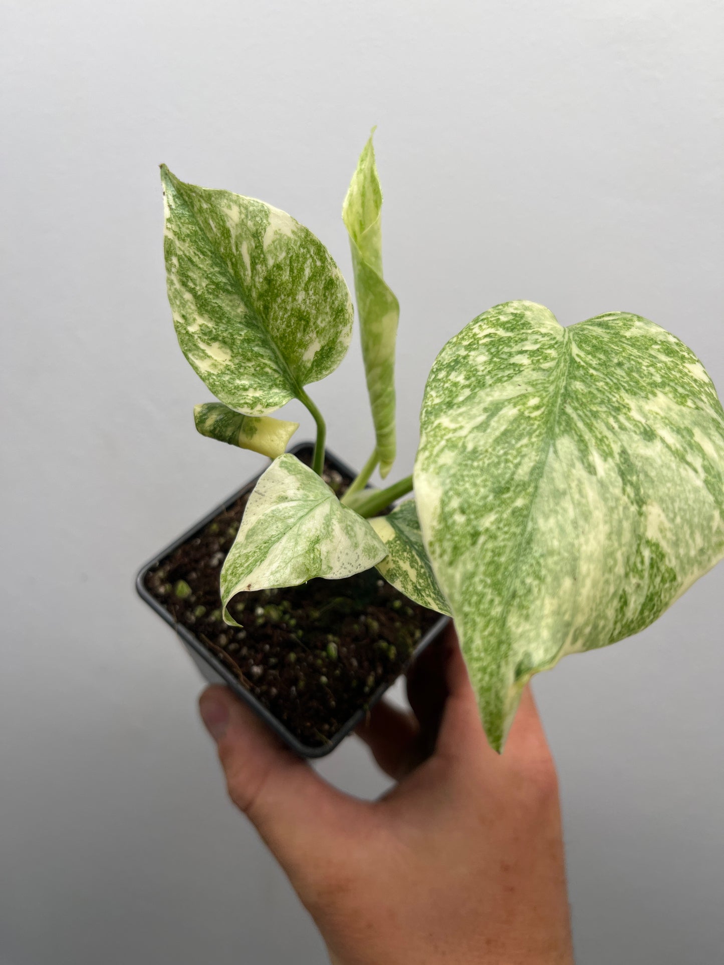 Monstera Deliciosa Green snow #2