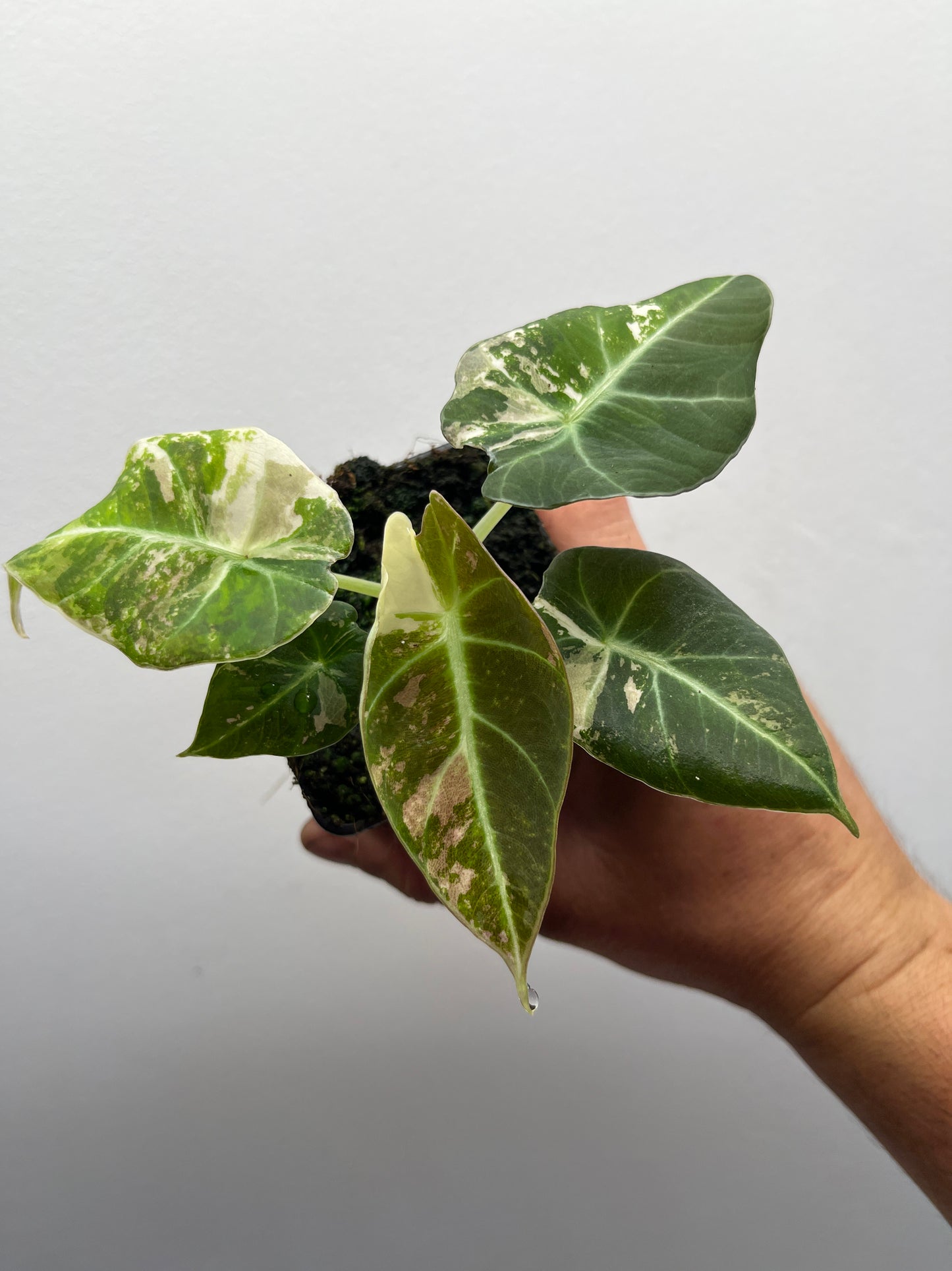 Alocasia Black velvet pink variegated
