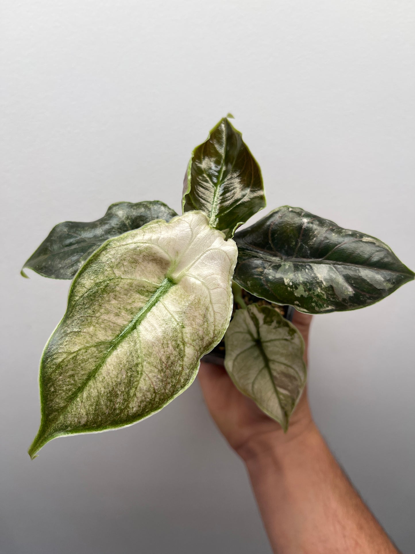 Alocasia Azlanii pink mint variegated #1
