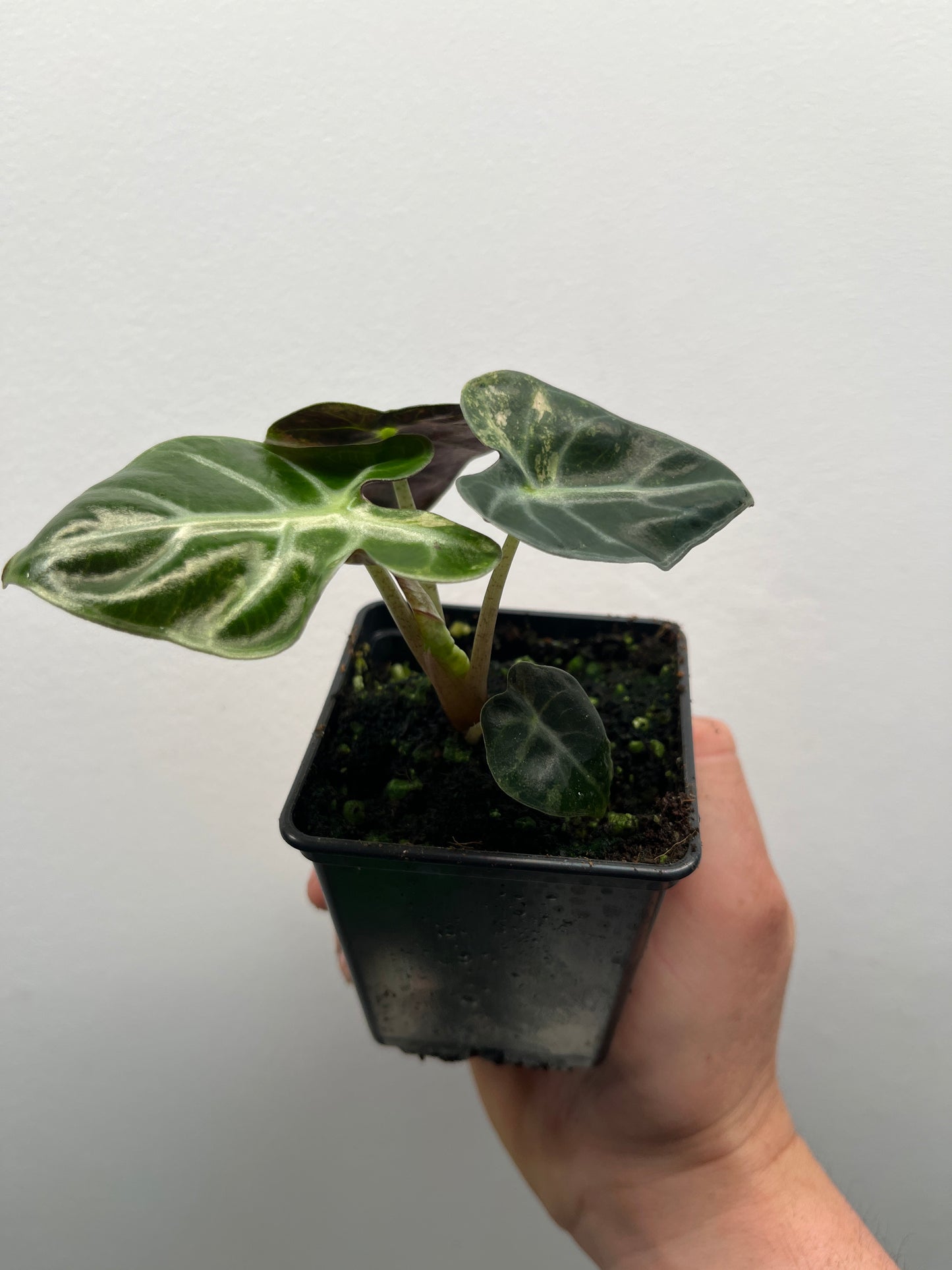 Alocasia Balloon heart variegated #3