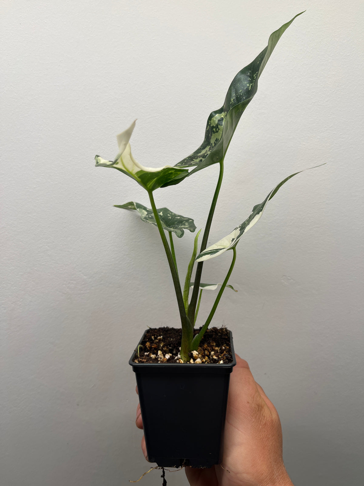 Alocasia Simpo Albo Variegated - Rare Variegated Houseplant