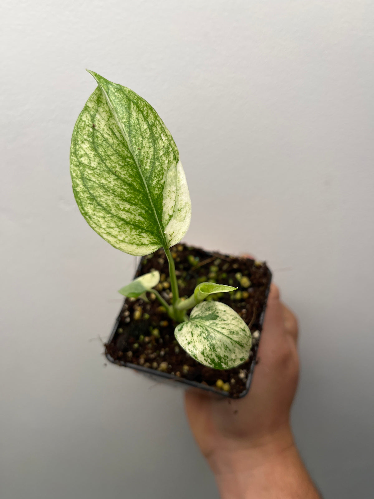 Monstera Deliciosa Star Shadow - Rare Variegated Monstera