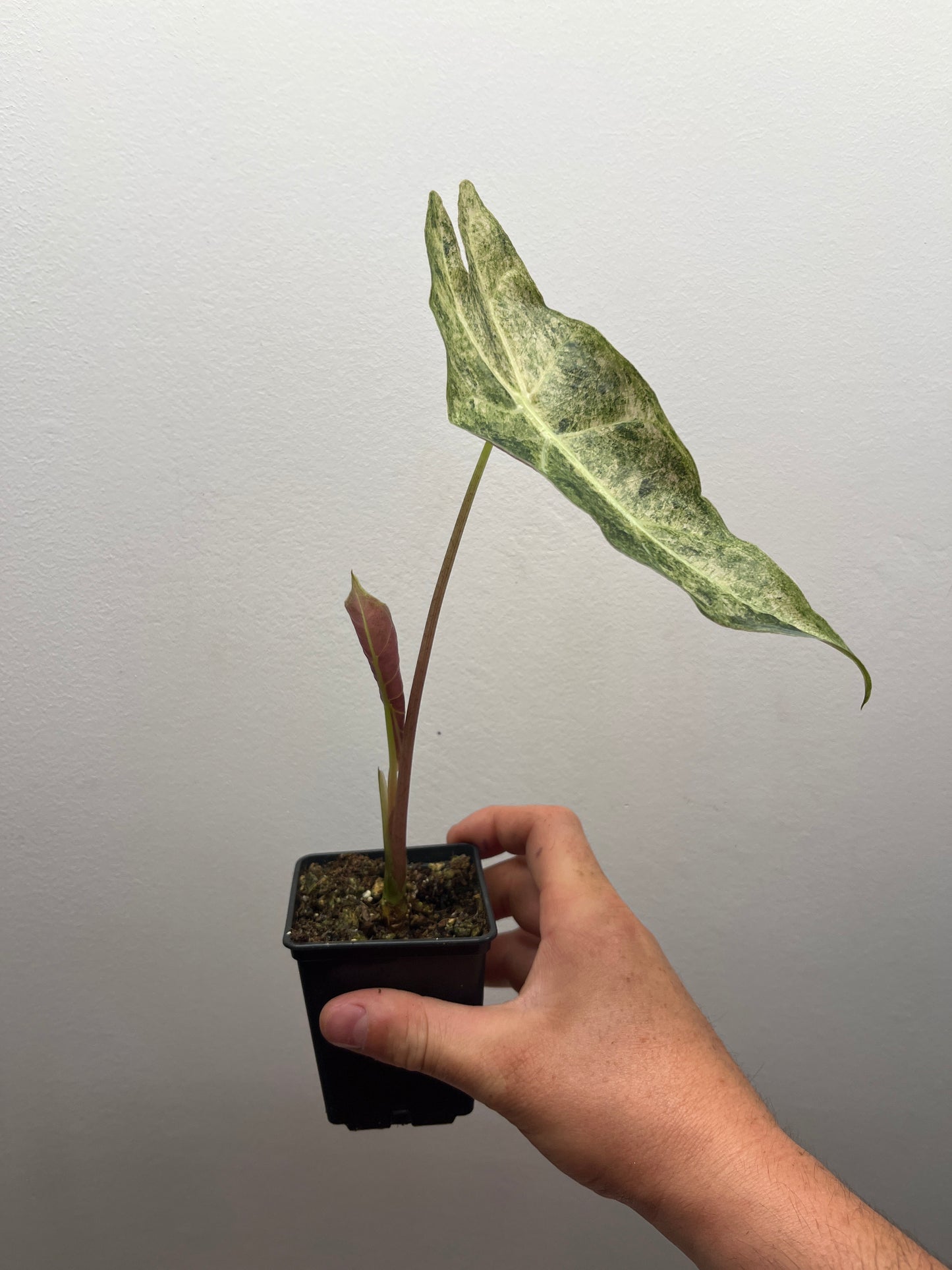 Alocasia Black Satun stardust variegated #3