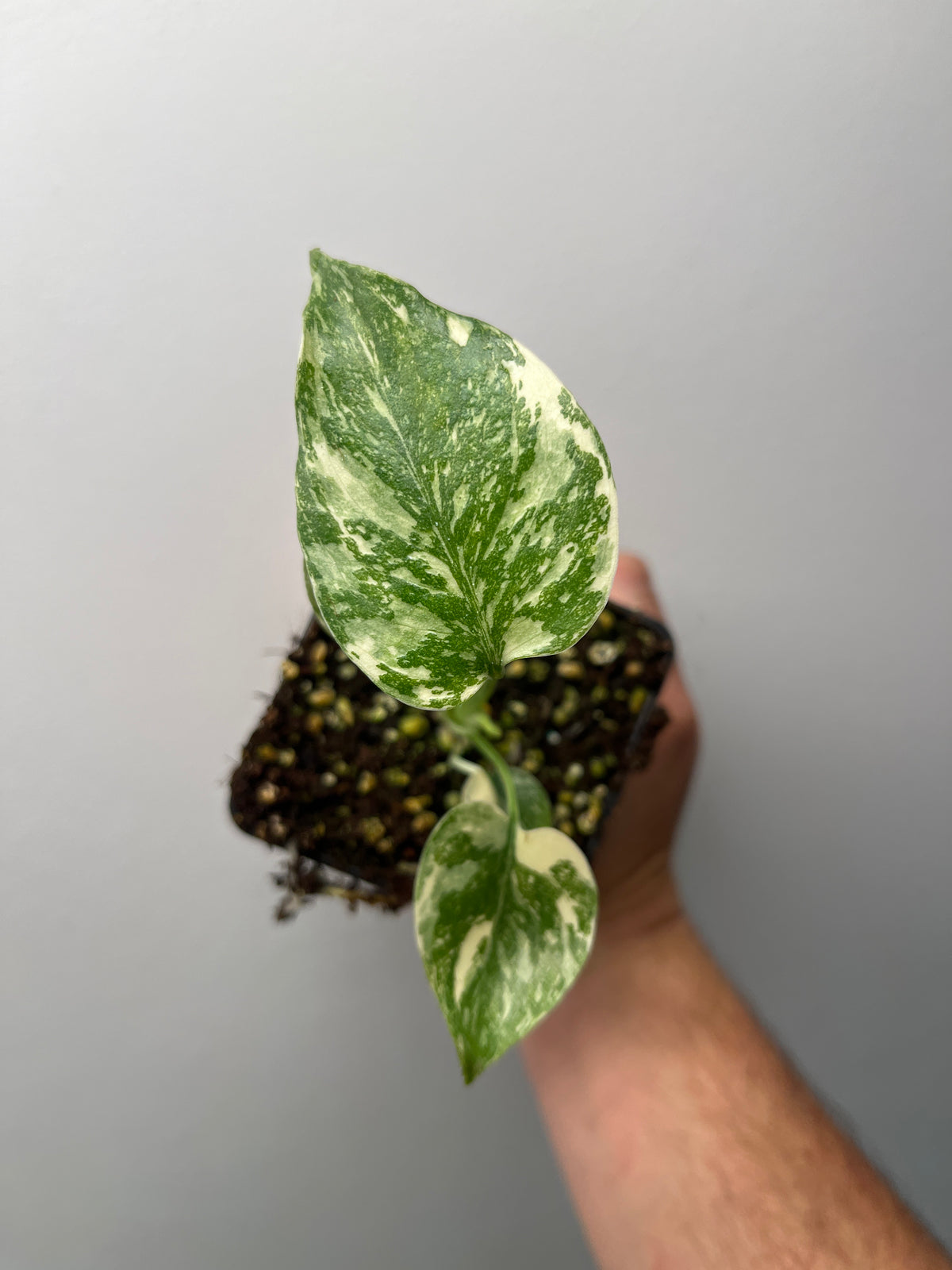 Monstera Deliciosa Starlight - Rare Variegated Monstera