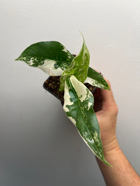 Alocasia Simpo albo variegated #4