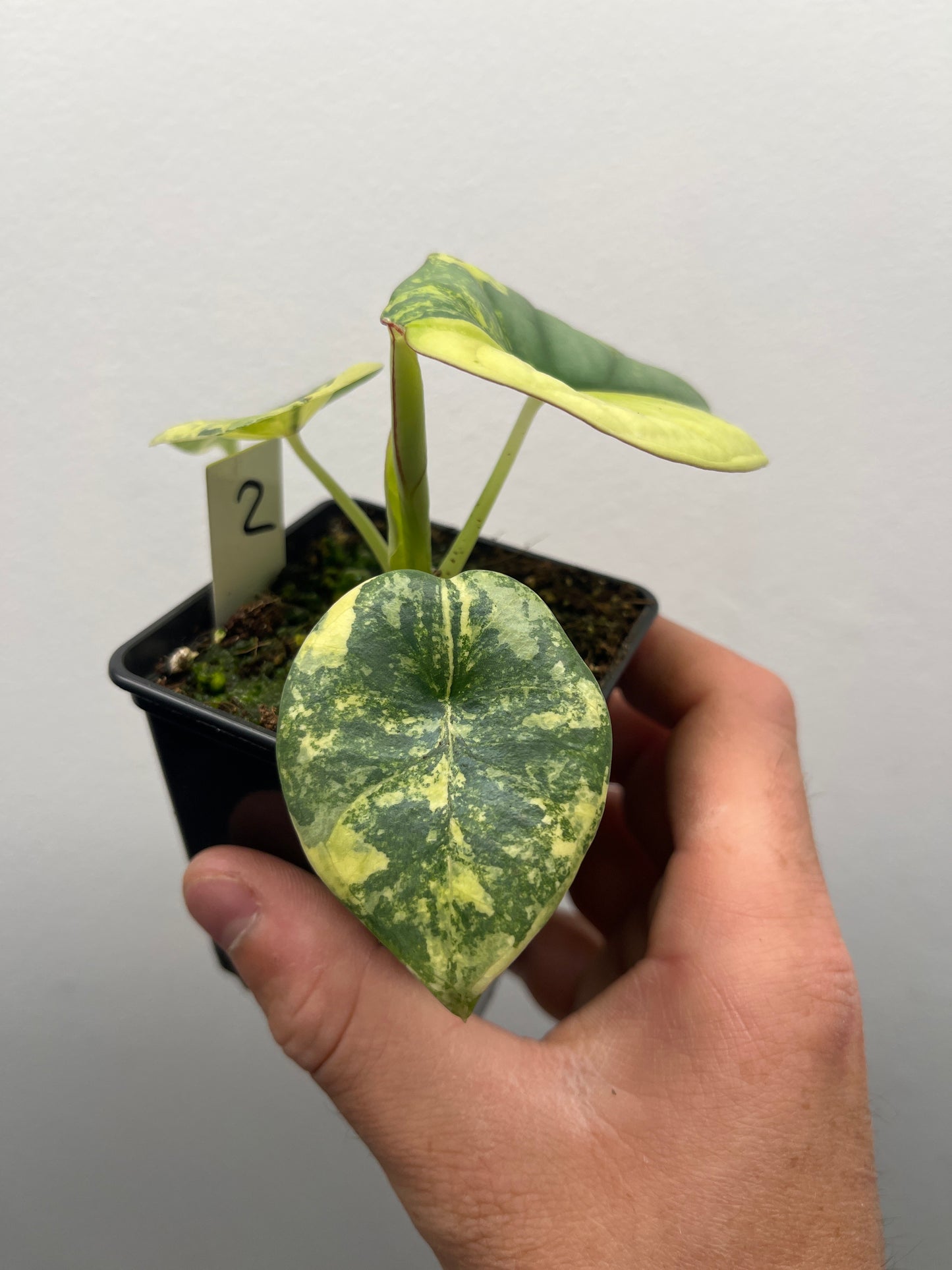 Alocasia Nebula aurea variegated #2