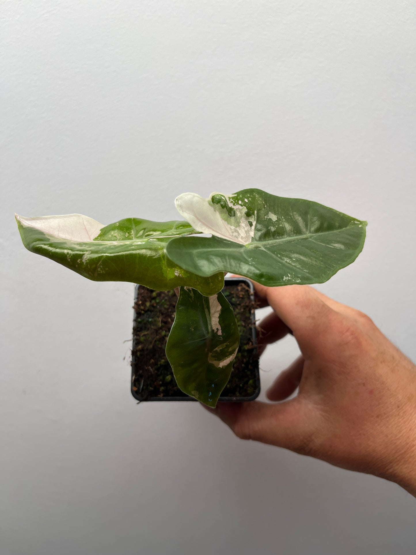 Alocasia pseudo Sanderiana pink variegated #4
