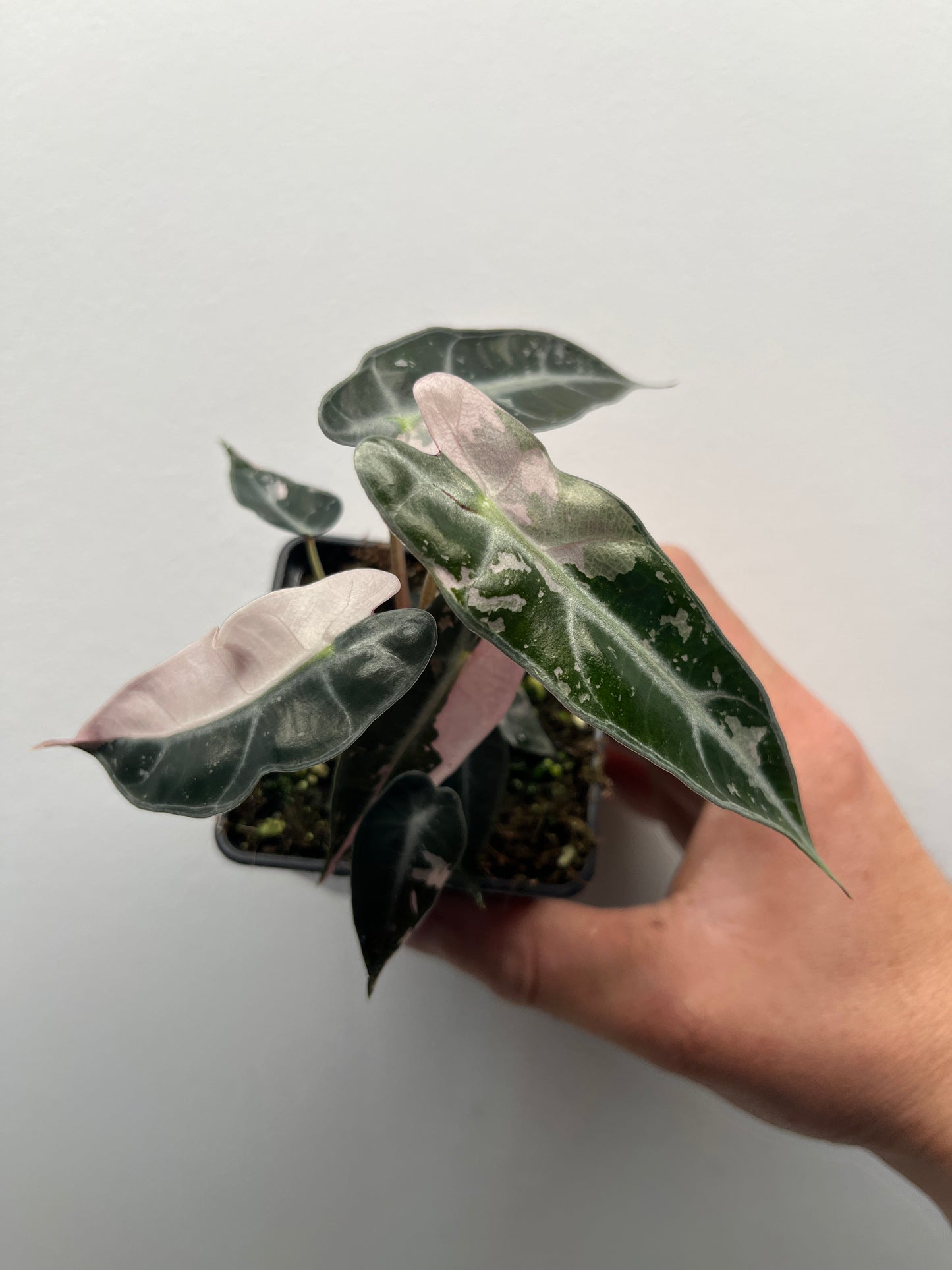 Alocasia Bambino pink variegated