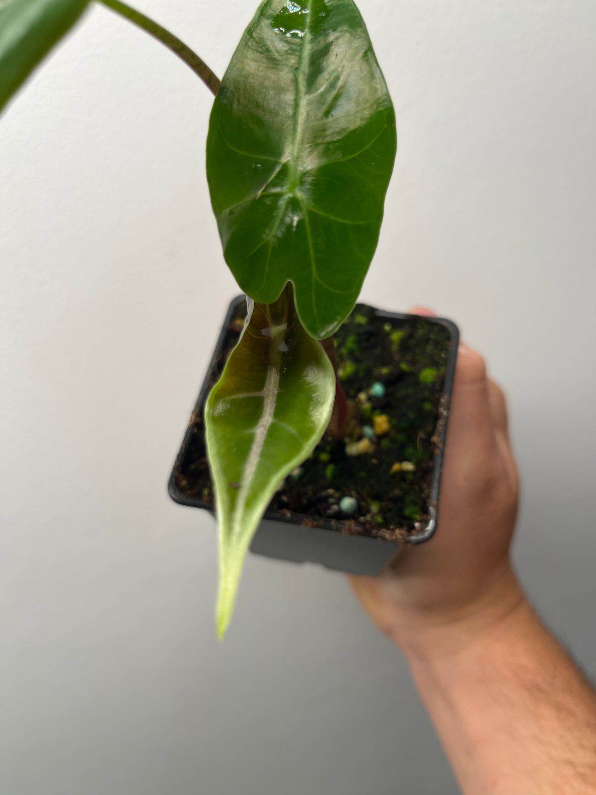 Alocasia Black Satun Pink Bone - Rare Variegated Aroid