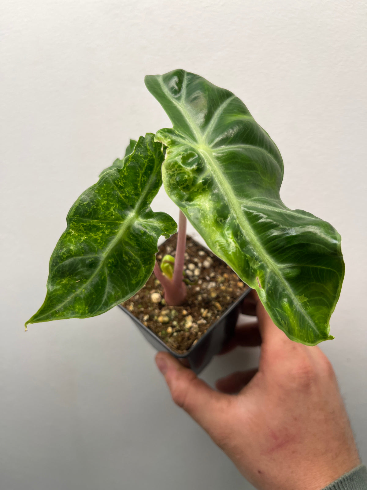 Alocasia Pink Dragon Albo Mutation Variegated - Rare Mutation Plant