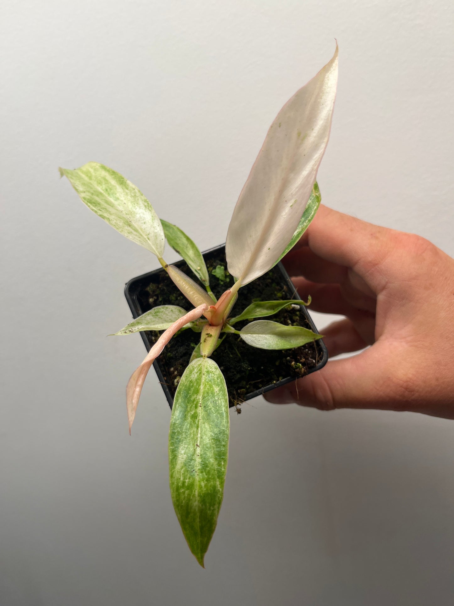 Philodendron Strawberry Caramel Marble Pink Variegated #2