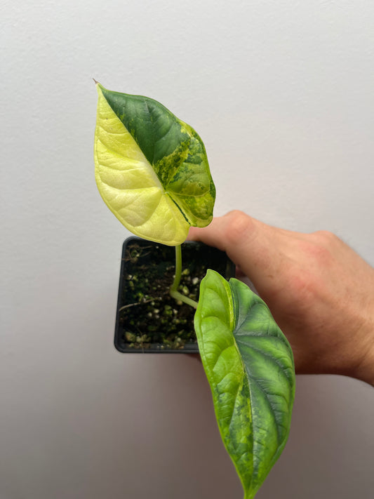 Alocasia Dragon scale aurea variegated #1