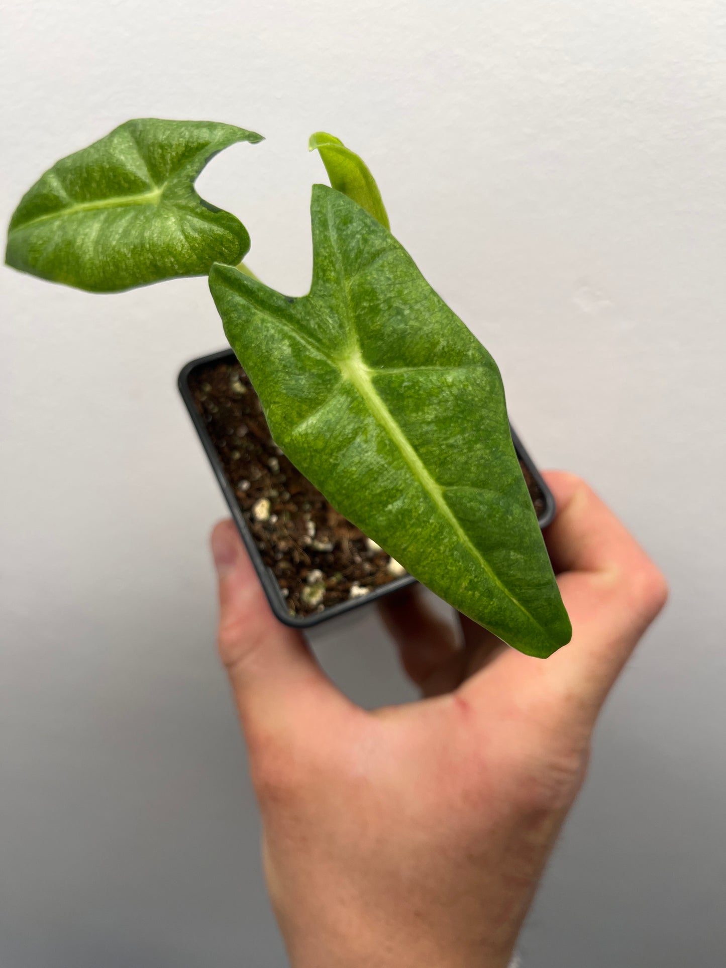 Alocasia Frydek mint #1