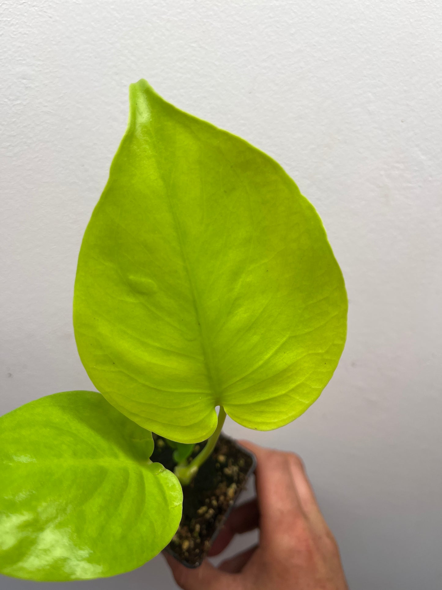 Monstera Deliciosa Lemon Lime Full Cheese Variegated #3