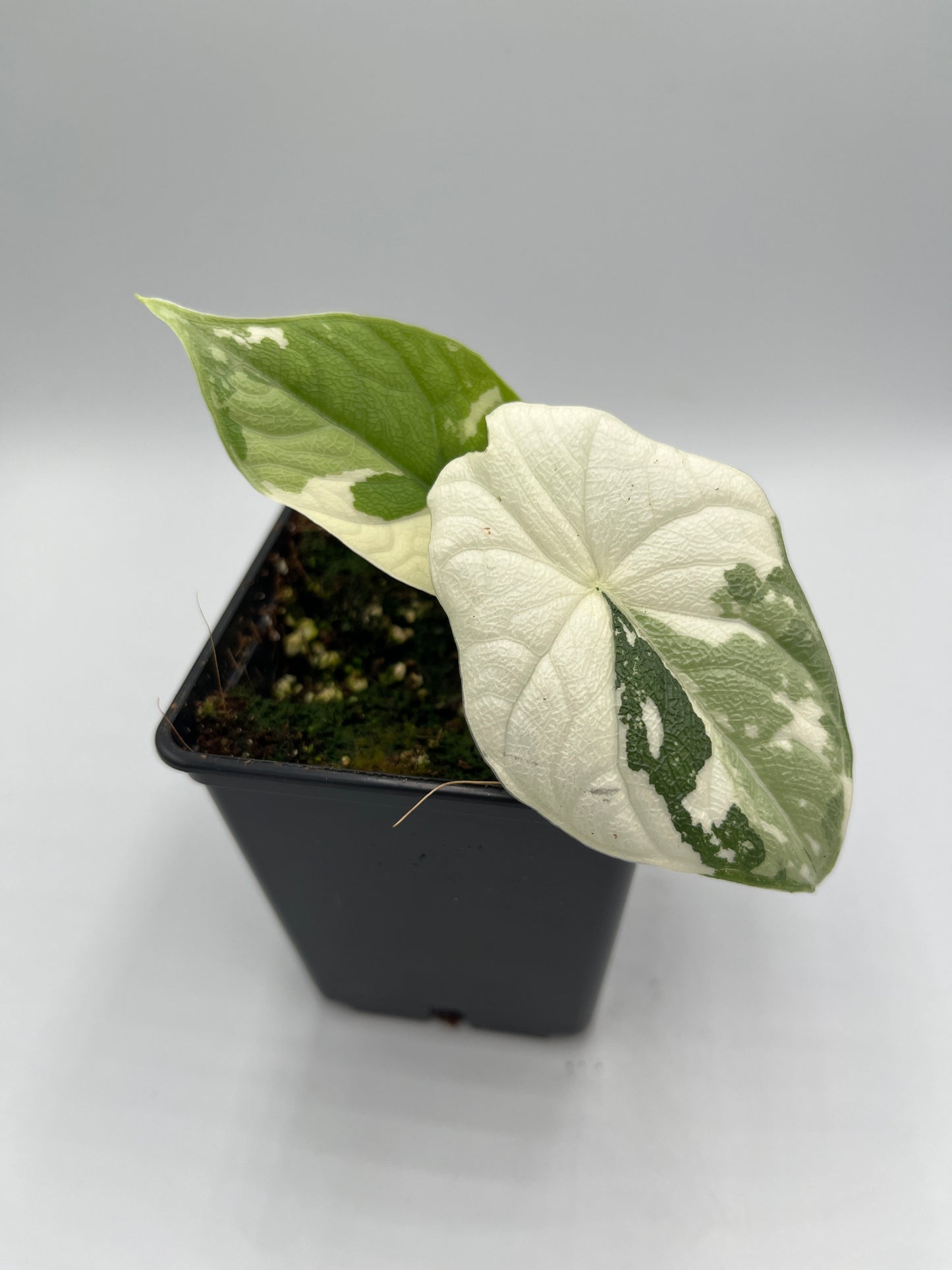 Alocasia Melo albo variegated #8