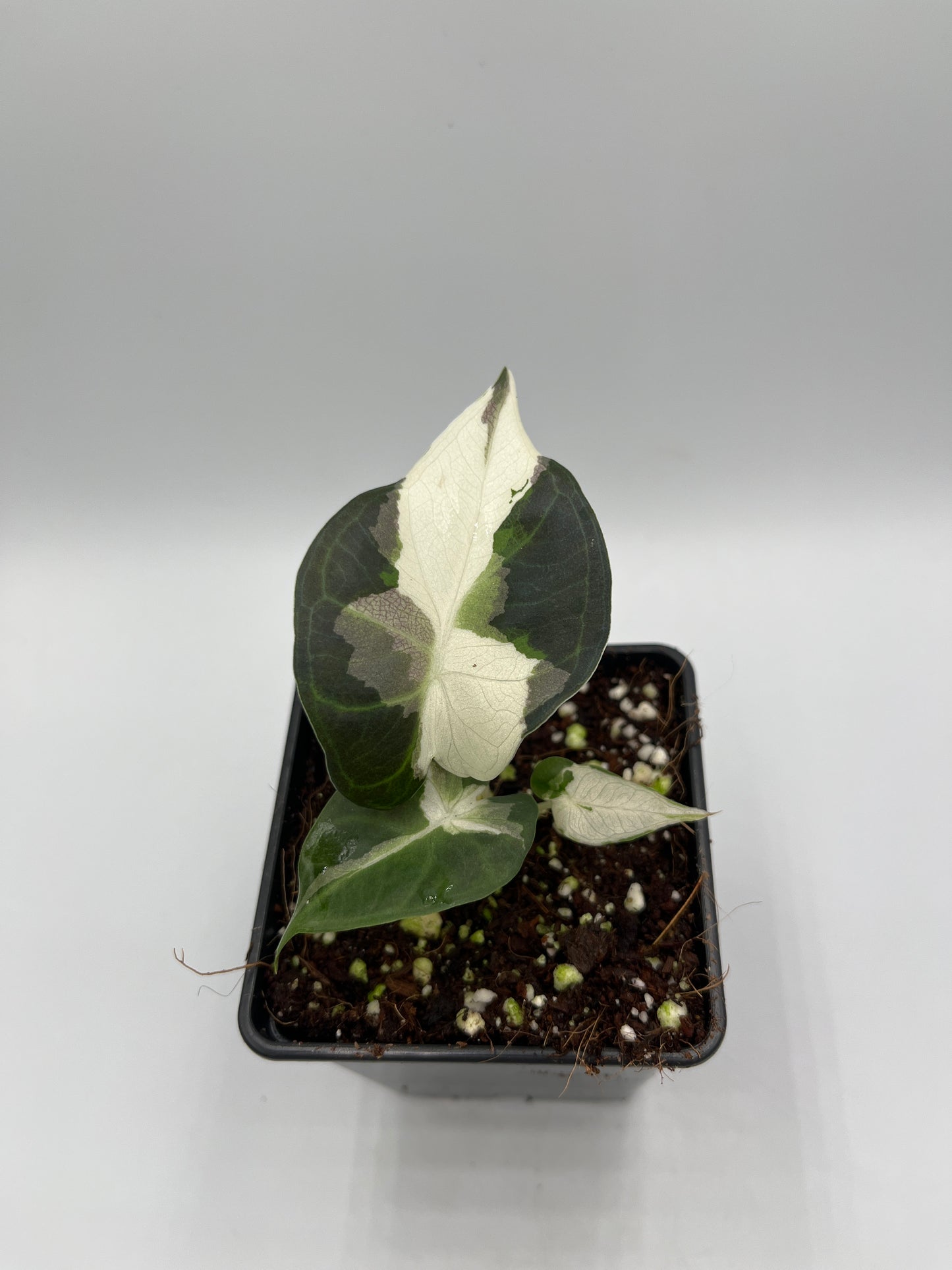 Alocasia Regal shields albo variegated #5