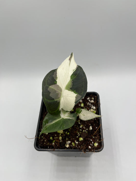 Alocasia Regal shields albo variegated #5