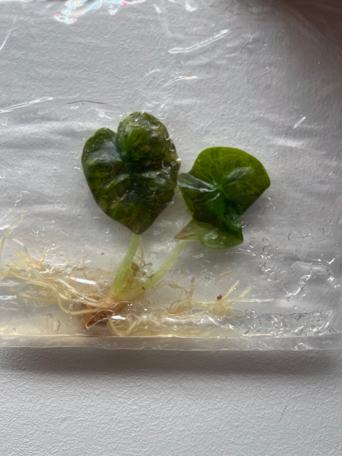Alocasia Cuprea Golden Latte - Rare TC Plant