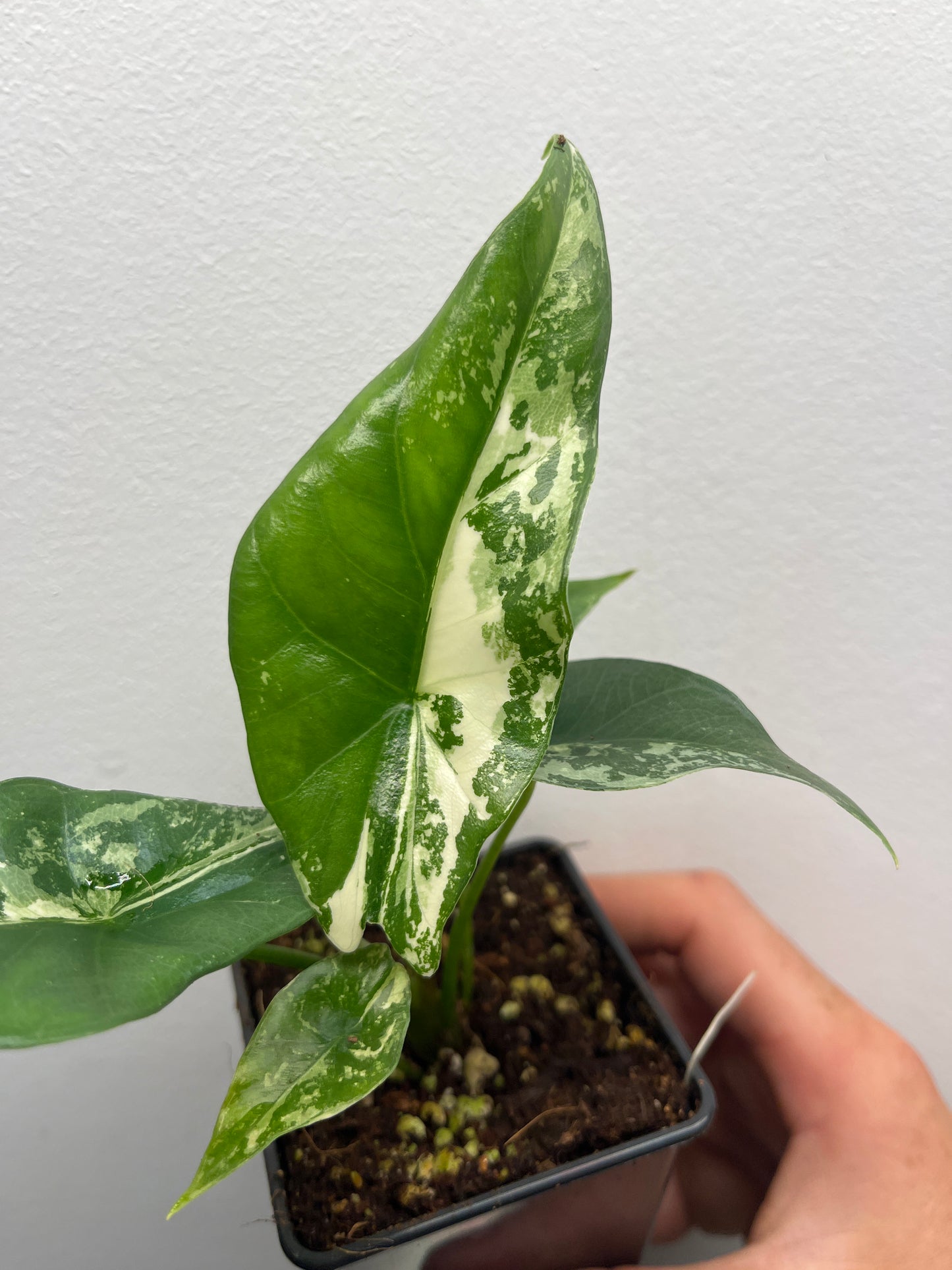Alocasia Simpo albo variegated #1