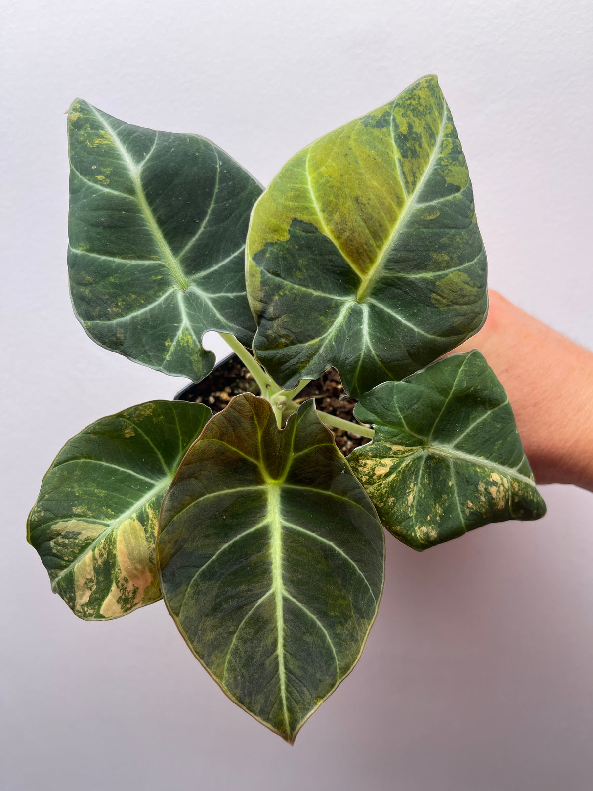 Alocasia Black Velvet Aurea Gold Variegated - Rare Aroid