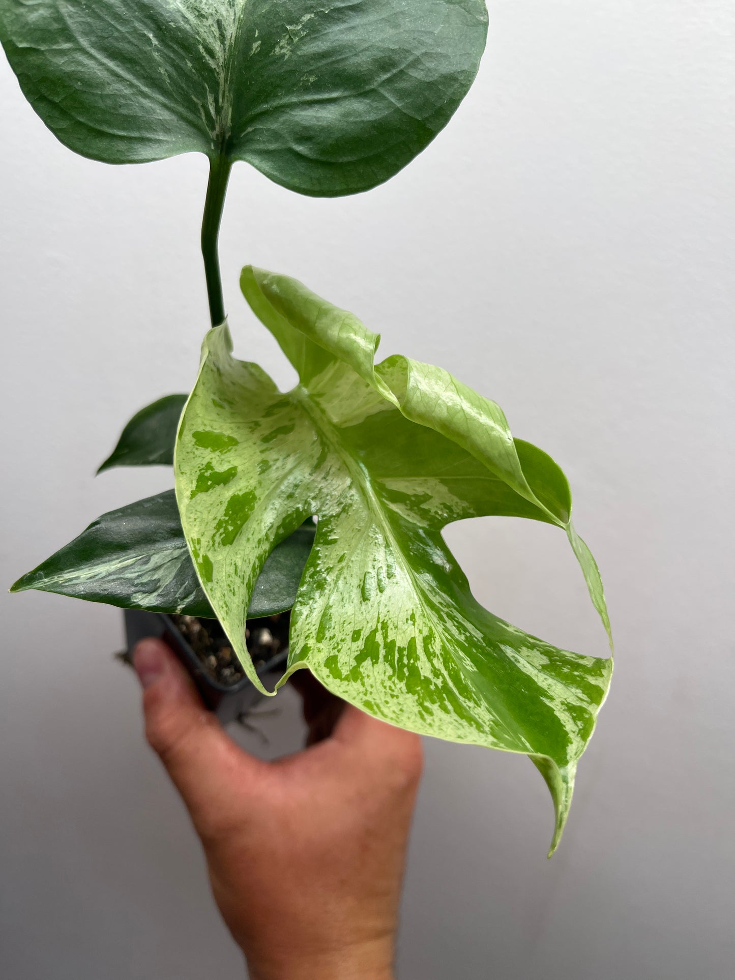 Monstera Deliciosa Bulbasaur