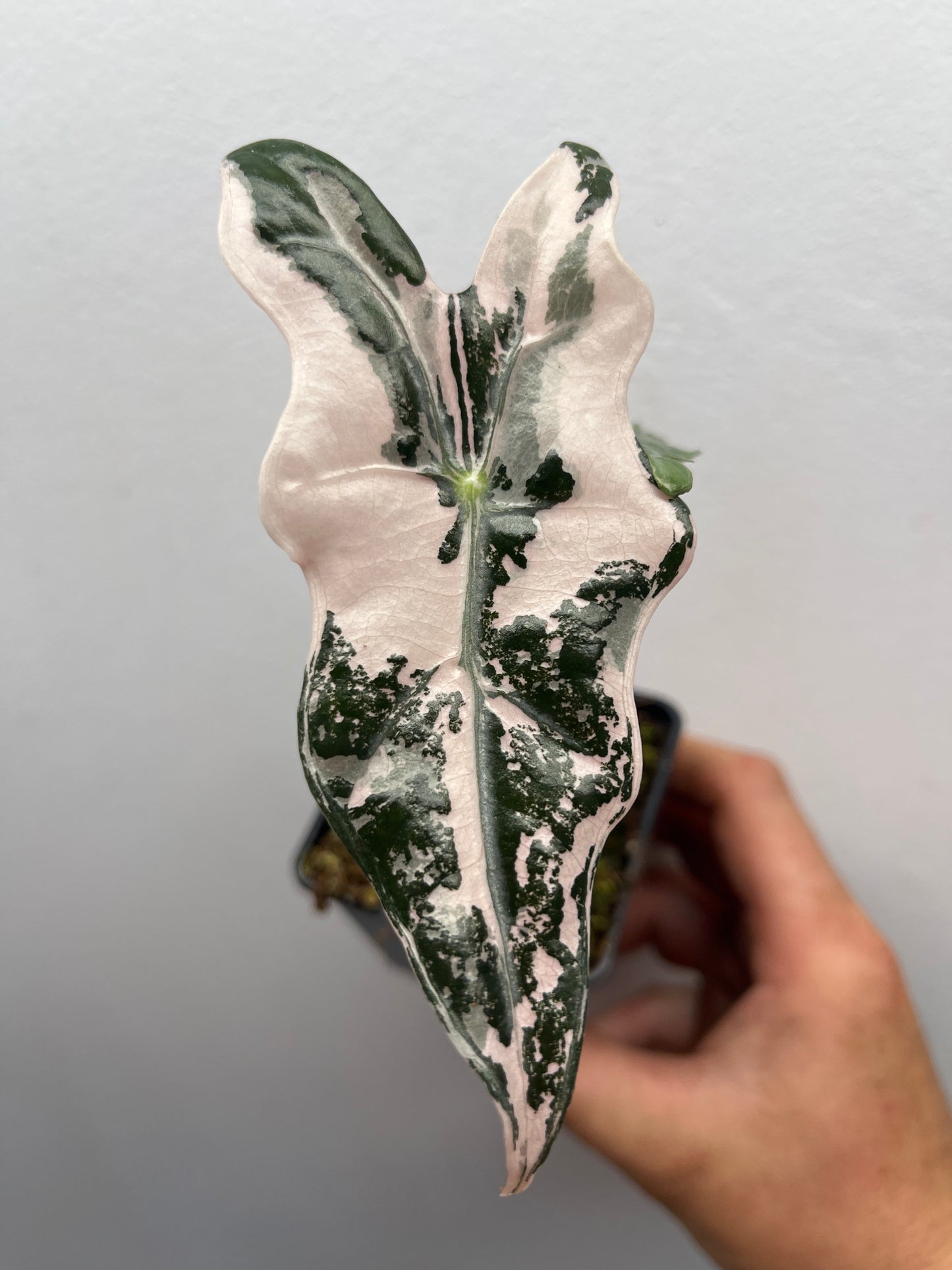 Alocasia Sanderiana 'Nobilis' Pink variegated #3