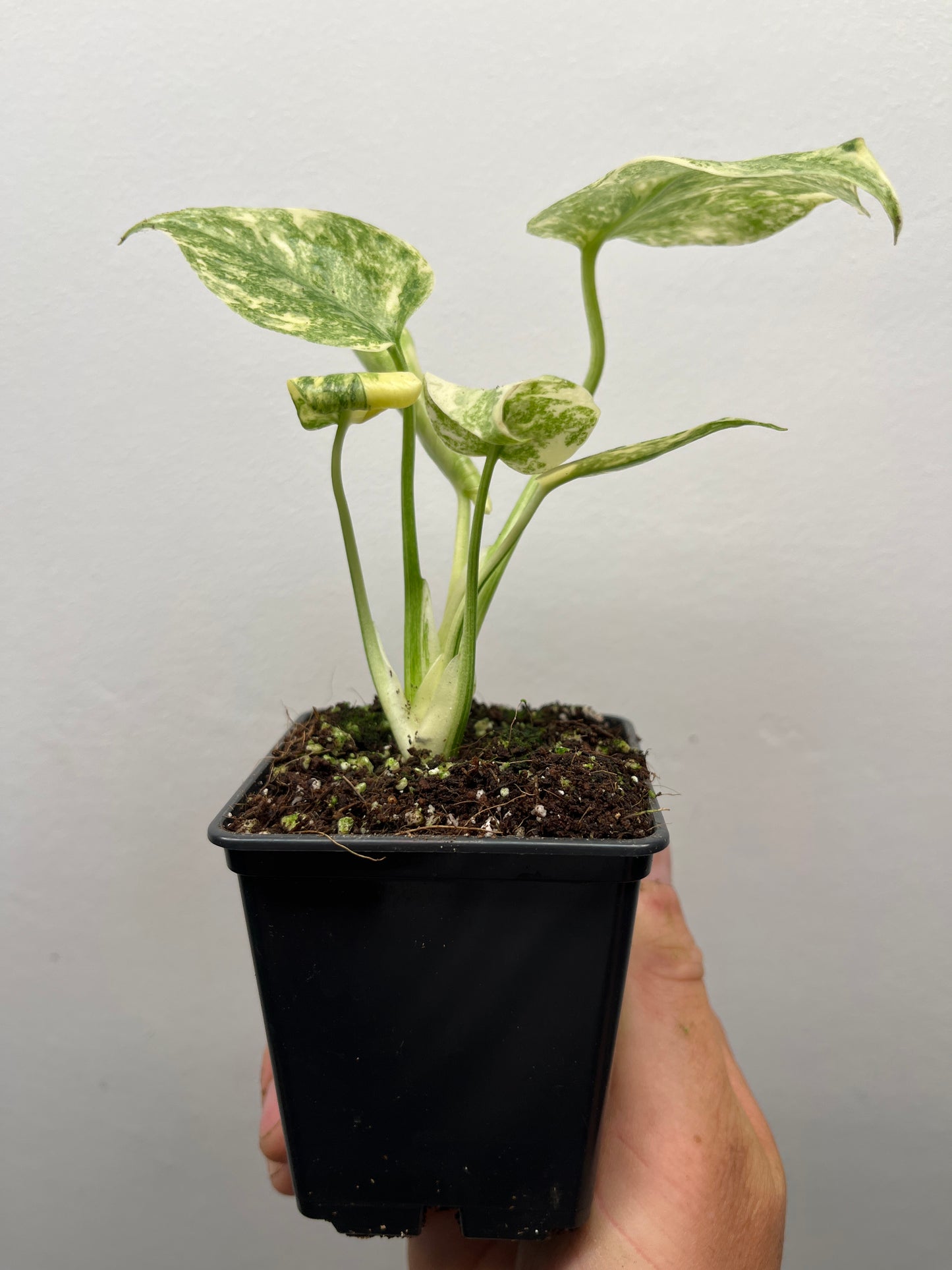 Monstera Deliciosa Green snow #2