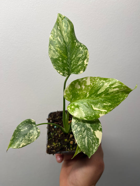 Monstera Deliciosa Starlight - Rare Variegated Monstera