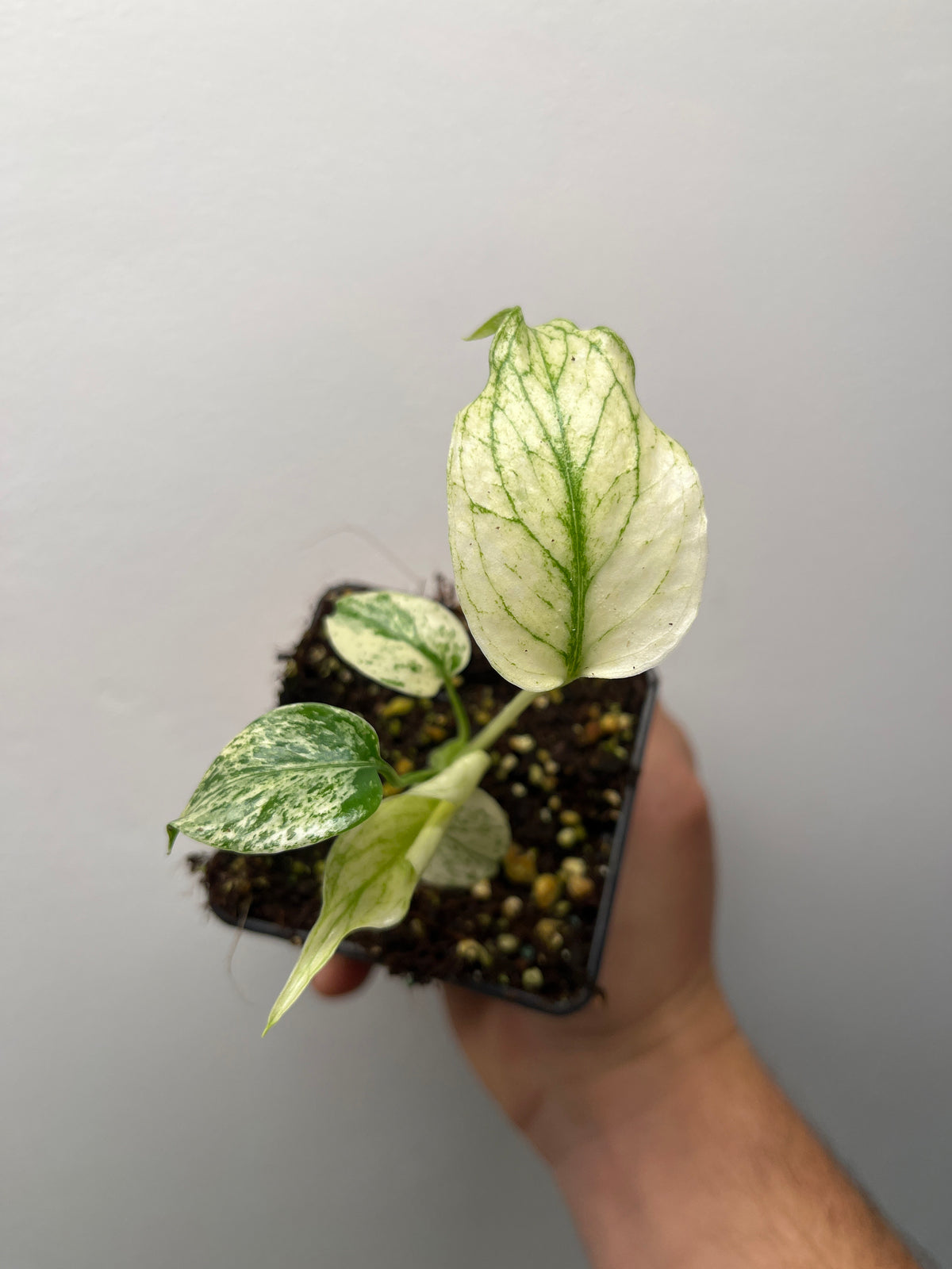 Monstera Deliciosa Star Shadow - Rare Variegated Monstera