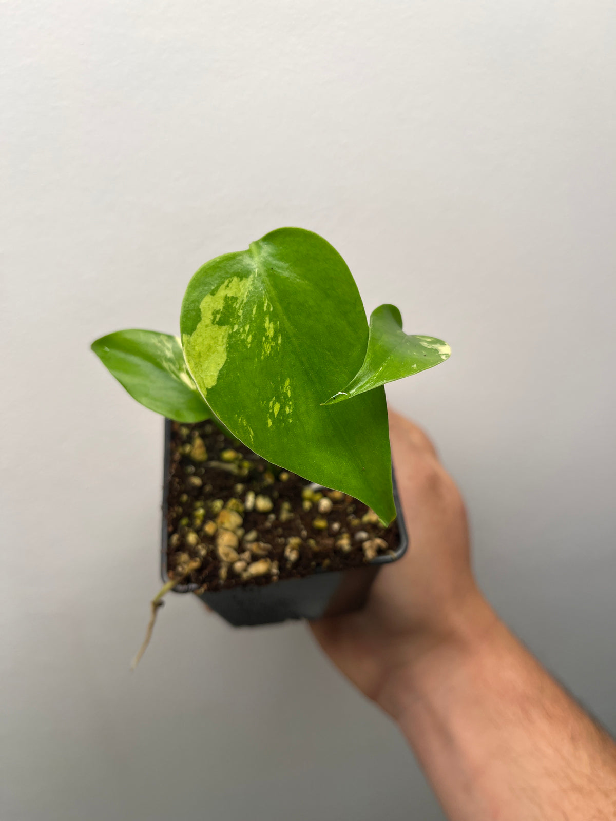 Monstera Deliciosa Lemon Pom Pom - Rare Variegated Monstera