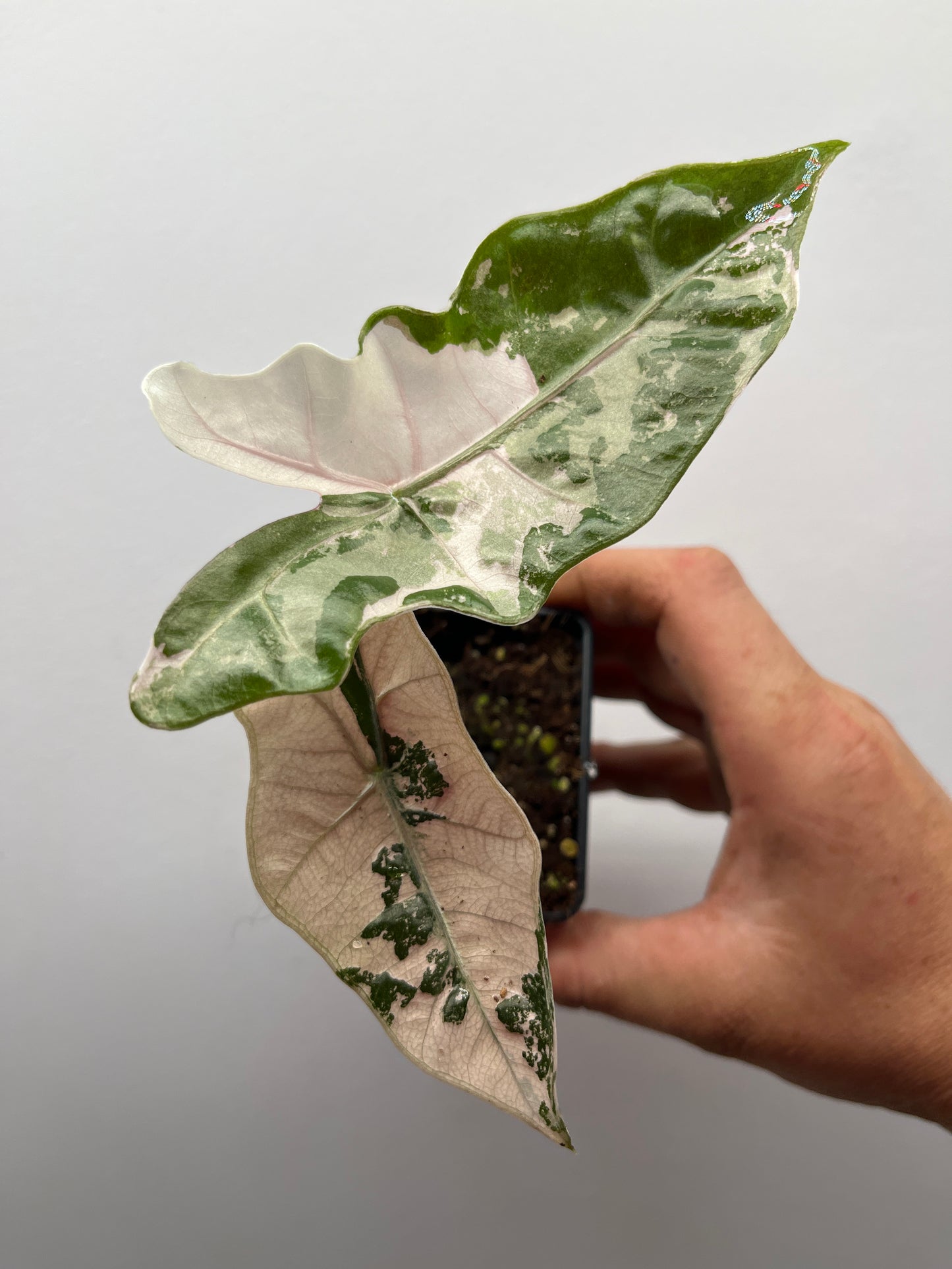 Alocasia pseudo Sanderiana pink variegated #1