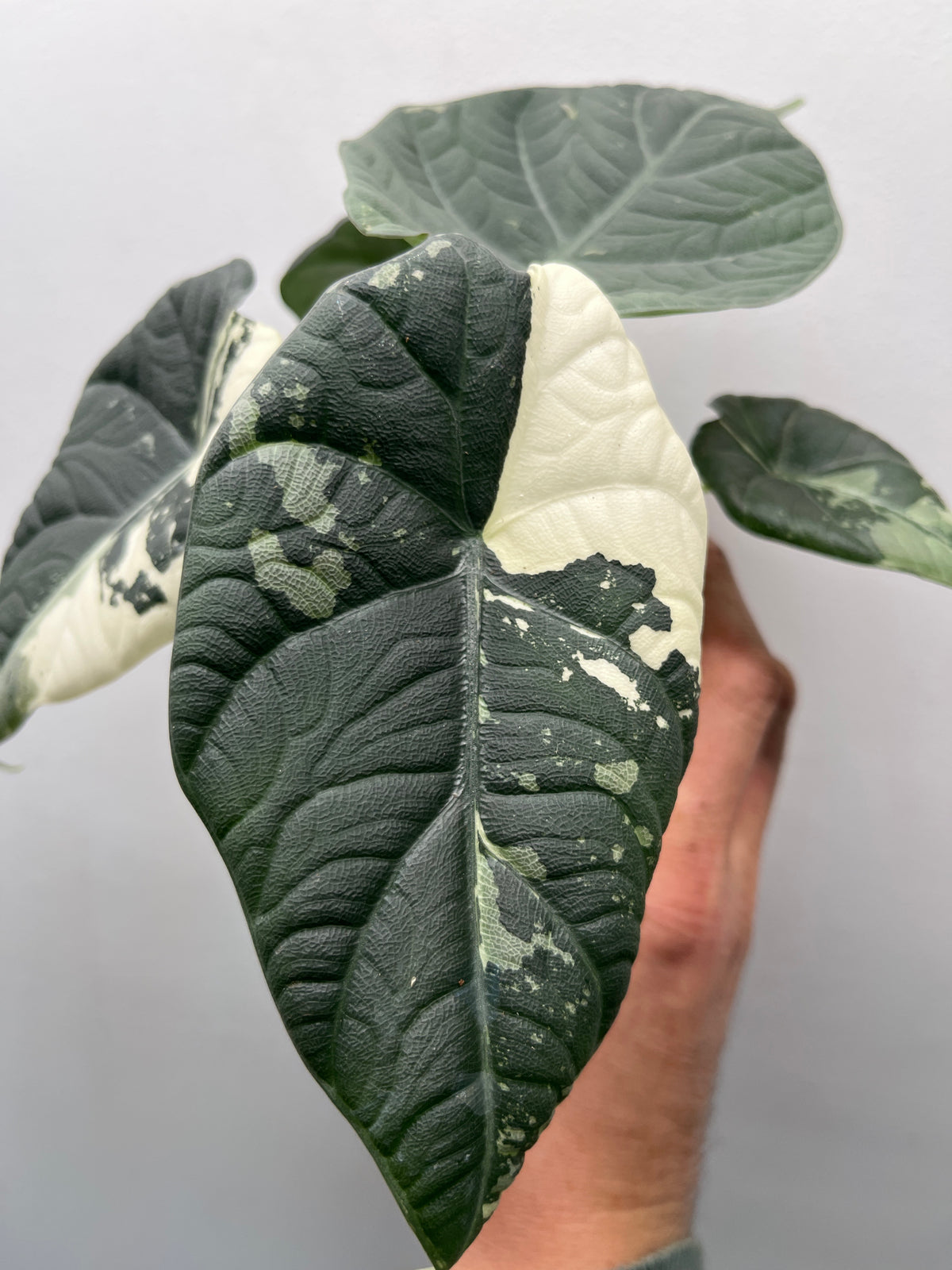 Alocasia Maharani Albo Variegated - Rare Variegated Aroid #1