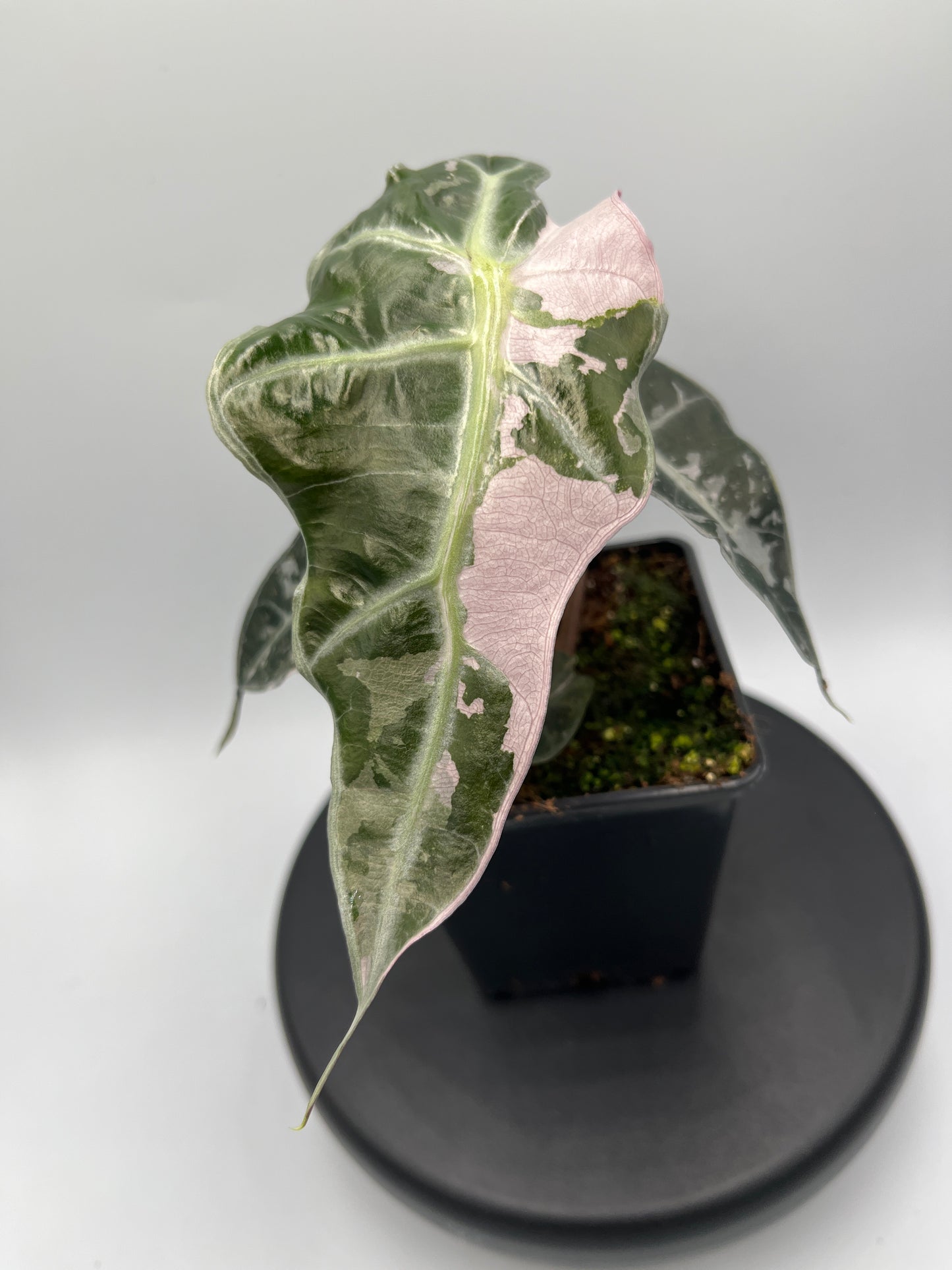Alocasia Polly pink variegated #1