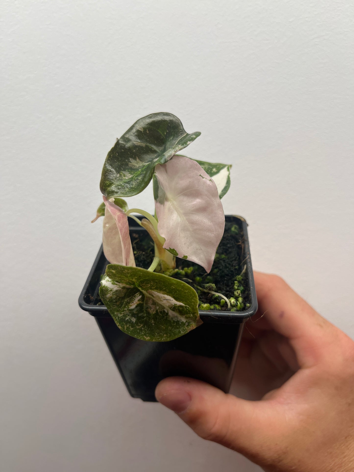 Alocasia Cuprea albo/pink variegated #1