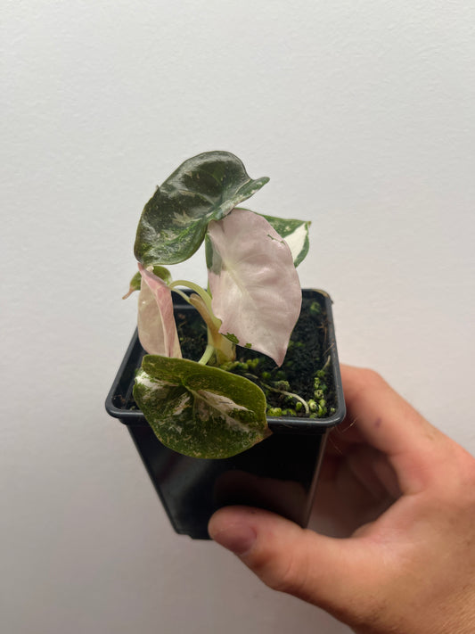Alocasia Cuprea albo/pink variegated #1