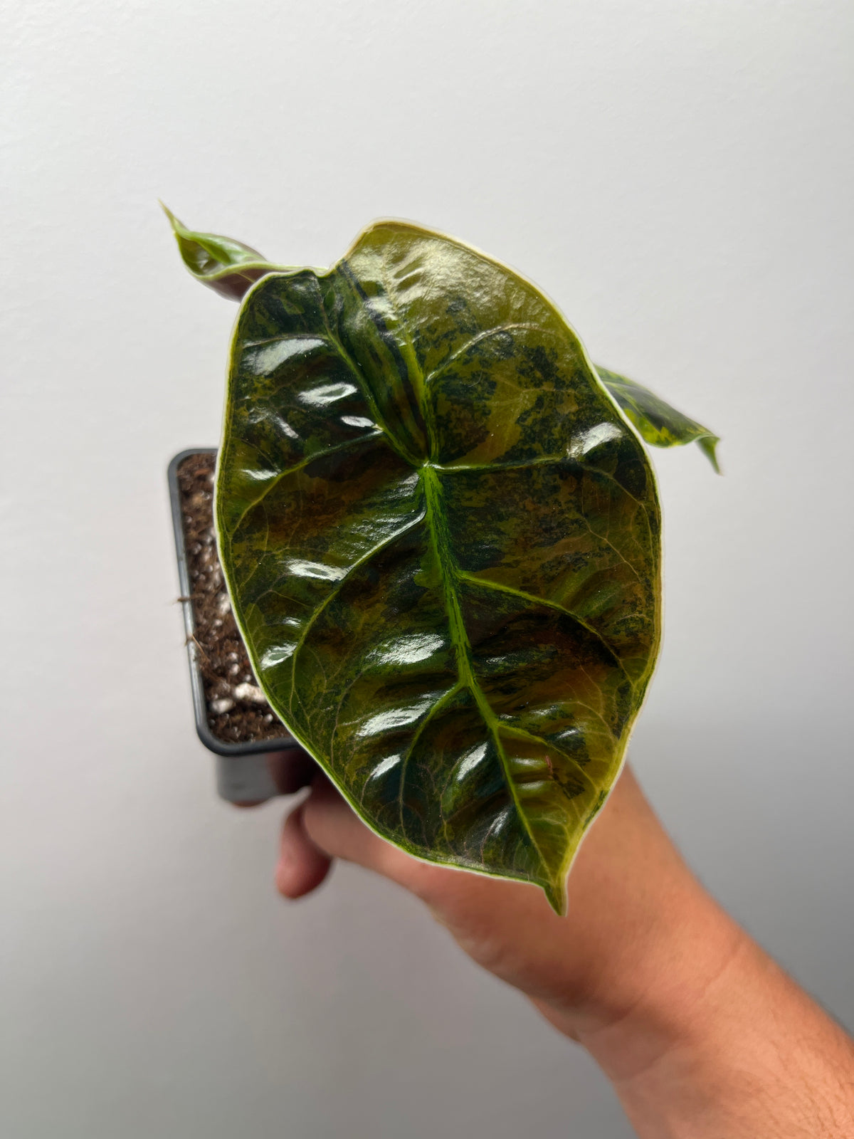 Alocasia Azlanii Aurea Variegated - Rare Aroid #2