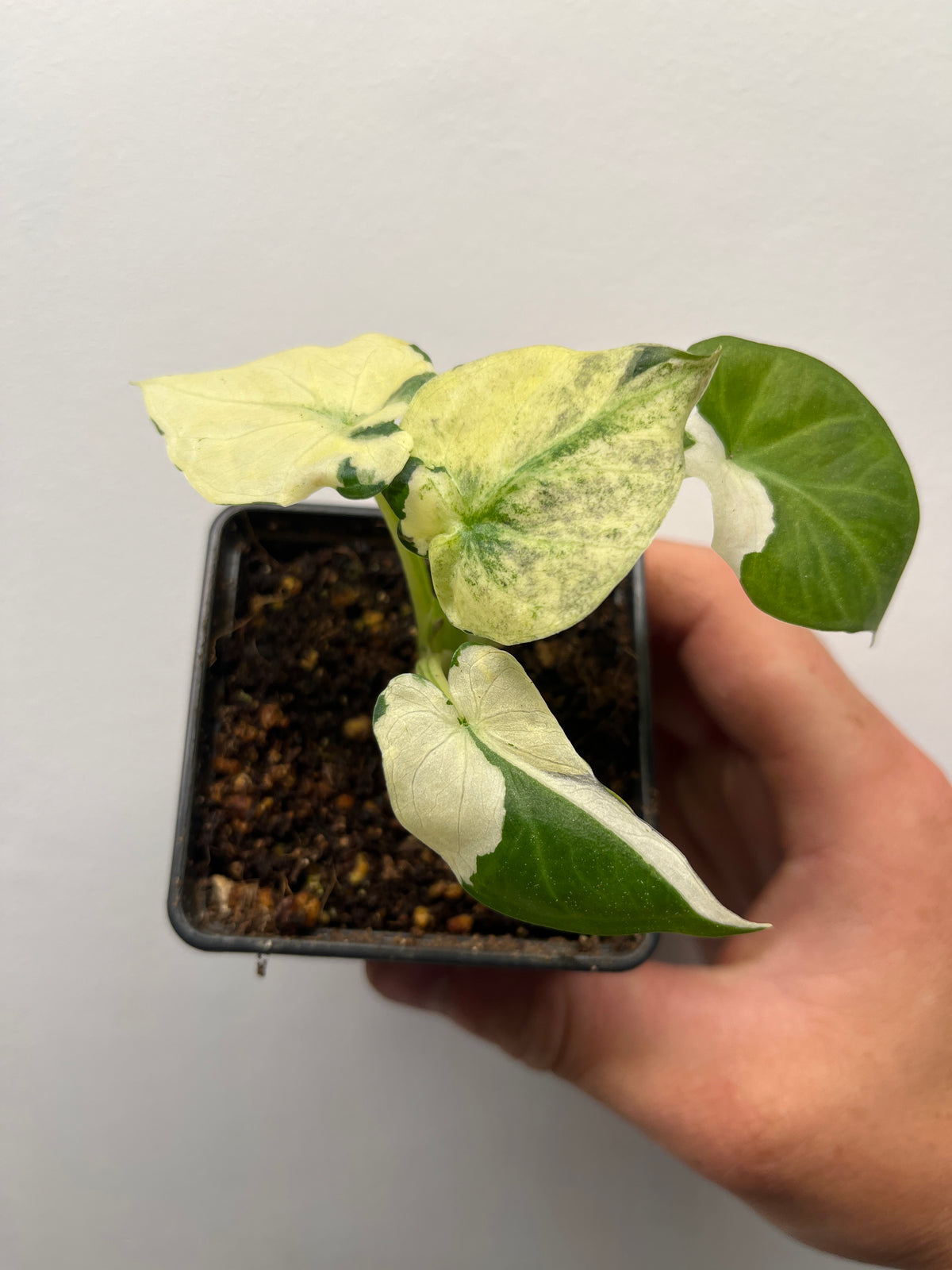 Alocasia Regal Shields Albo Variegated - Rare Aroid