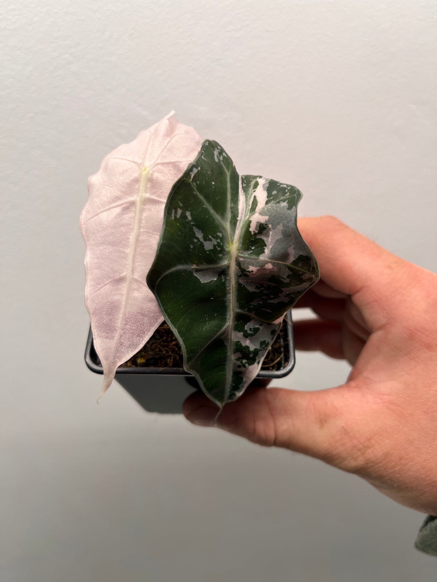Alocasia Polly pink variegated #1