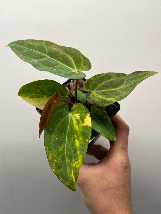 Anthurium Fwooper x Carlablackiae Variegated - Rare Hybrid Plant #1