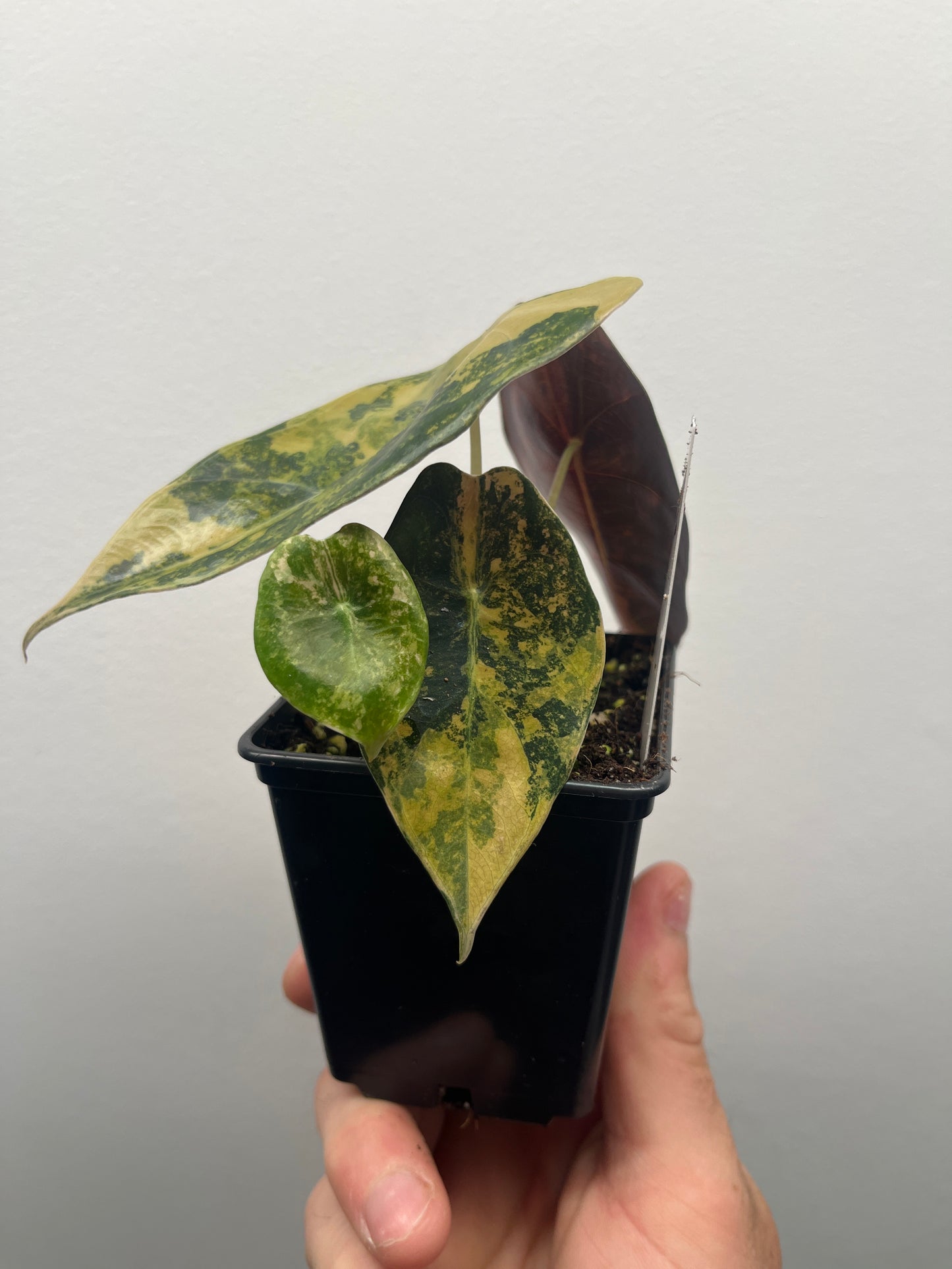 Alocasia Sedenii aurea variegated #1