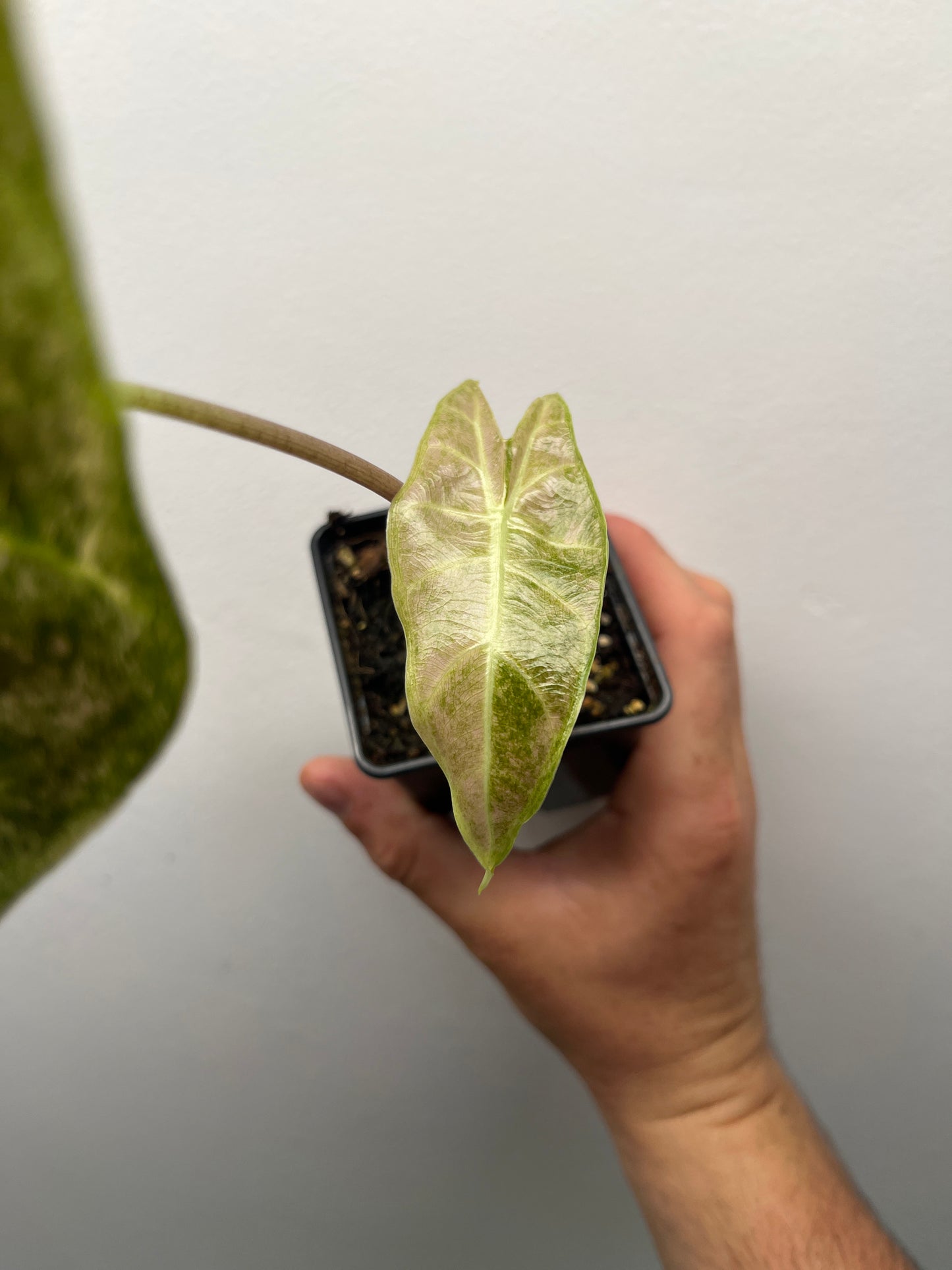 Alocasia Black Satun stardust variegated #1