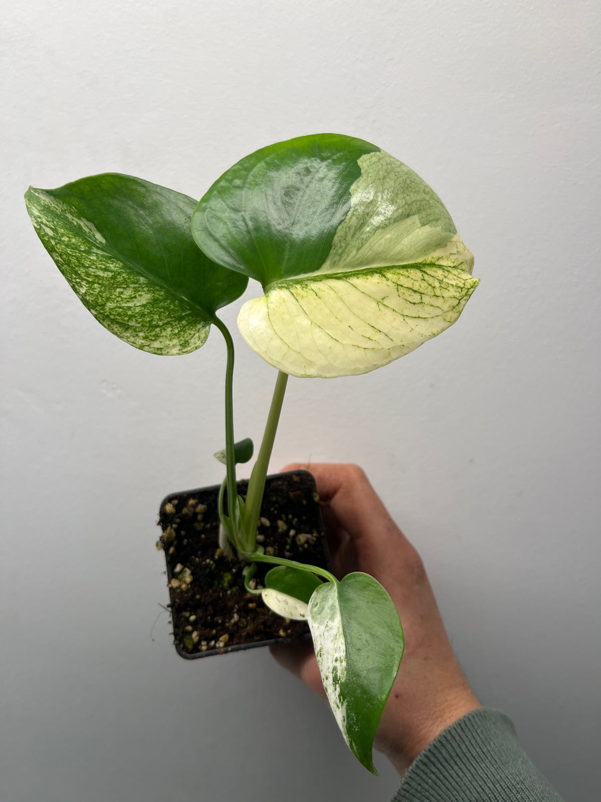 Monstera Deliciosa White Monster - Rare Variegated Monstera